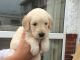 Labradoodle Puppies for sale in Colorado Springs, CO 80903, USA. price: $400