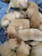 Labradoodle Puppies for sale in Colorado Springs, CO 80903, USA. price: $400