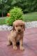 Labradoodle Puppies for sale in Mineral Wells, WV 26150, USA. price: $600
