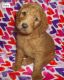 Labradoodle Puppies for sale in Lincoln, AL, USA. price: NA