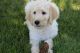 Labradoodle Puppies for sale in Celina, OH 45822, USA. price: $700
