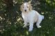 Labradoodle Puppies for sale in Celina, OH 45822, USA. price: $700