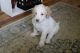 Labradoodle Puppies for sale in Celina, OH 45822, USA. price: NA