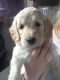 Labradoodle Puppies for sale in Columbus, OH, USA. price: NA