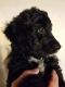 Labradoodle Puppies for sale in Weiser, ID 83672, USA. price: NA