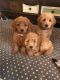Labradoodle Puppies for sale in Charleston, SC, USA. price: NA