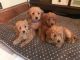 Labradoodle Puppies for sale in Charleston, SC, USA. price: NA