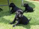 Labradoodle Puppies for sale in K St NW, Washington, DC, USA. price: NA