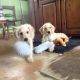 Labradoodle Puppies for sale in Pittsburgh, PA, USA. price: NA