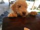 Labradoodle Puppies for sale in Springfield, OR, USA. price: NA