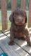 Labradoodle Puppies for sale in Murfreesboro, TN, USA. price: NA