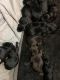 Labradoodle Puppies for sale in Urbana, OH 43078, USA. price: $900