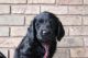Labradoodle Puppies for sale in Apple Creek, OH 44606, USA. price: NA