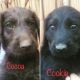 Labradoodle Puppies for sale in Southern California, CA, USA. price: NA