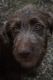Labradoodle Puppies for sale in Sugarcreek, OH 44681, USA. price: NA
