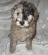 Labradoodle Puppies for sale in Lincoln, AL, USA. price: NA