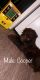 Labradoodle Puppies for sale in Amanda, OH 43102, USA. price: NA