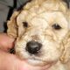 Labradoodle Puppies for sale in Menomonee Falls, WI 53051, USA. price: $950
