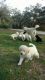 Labradoodle Puppies for sale in Brooksville, FL 34601, USA. price: NA
