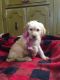 Labradoodle Puppies for sale in Chetek, WI 54728, USA. price: NA
