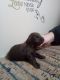 Labradoodle Puppies for sale in Maysville, KY 41056, USA. price: $650