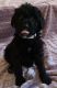Labradoodle Puppies for sale in Fort Wayne, IN, USA. price: NA
