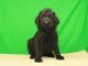 Labradoodle Puppies for sale in Shawnee, OK, USA. price: NA