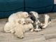 Labradoodle Puppies for sale in Phenix City, AL, USA. price: NA