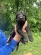Labradoodle Puppies for sale in Morgantown, KY 42261, USA. price: NA