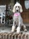 Labradoodle Puppies for sale in Bloomfield, MO 63825, USA. price: NA