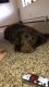 Labradoodle Puppies for sale in Pueblo County, CO, USA. price: NA