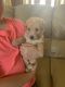 Labradoodle Puppies for sale in Fort Wayne, IN, USA. price: $1,100