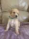 Labradoodle Puppies for sale in Fort Wayne, IN, USA. price: $900