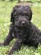 Labradoodle Puppies for sale in Breese, IL 62230, USA. price: NA