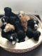 Labradoodle Puppies for sale in Portland, OR, USA. price: NA