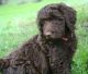 Labradoodle Puppies for sale in Elkin, NC, USA. price: NA