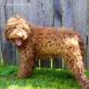 Labradoodle Puppies for sale in North Canton, OH, USA. price: $500