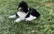 Labradoodle Puppies for sale in Redlands, CA 92374, USA. price: NA