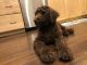 Labradoodle Puppies for sale in Coconut Creek, FL, USA. price: NA