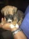 Labradoodle Puppies for sale in Harford County, MD, USA. price: NA
