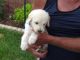 Labradoodle Puppies for sale in 1225 N Dixie Downs Rd, St. George, UT 84770, USA. price: NA