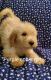 Labradoodle Puppies for sale in Sandyville, IA 50001, USA. price: $800
