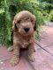 Labradoodle Puppies for sale in Mineral Wells, WV 26150, USA. price: NA