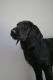 Labradoodle Puppies for sale in Provo, UT, USA. price: NA