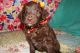Labradoodle Puppies for sale in Georgetown, CA 95634, USA. price: $1,350