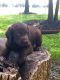 Labradoodle Puppies for sale in Cross Hill, SC 29332, USA. price: NA