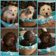 Labradoodle Puppies for sale in Lumpkin, GA 31815, USA. price: $800