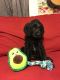 Labradoodle Puppies for sale in Bossier City, LA 71111, USA. price: NA