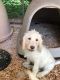 Labradoodle Puppies for sale in Batavia, NY 14020, USA. price: NA