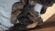 Labradoodle Puppies for sale in Farris, OK 74525, USA. price: NA